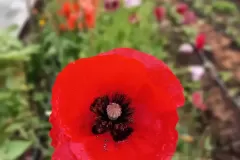 Field Poppy