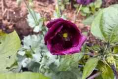 Poppy