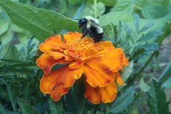 bumblebee