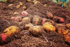 potatoes